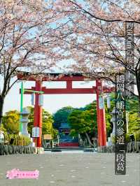 【段葛/神奈川県】約600mの桜のトンネル