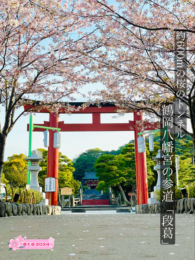 【段葛/神奈川県】約600mの桜のトンネル