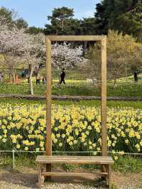 수선화를 볼 수 있는 유기방가옥 🌼