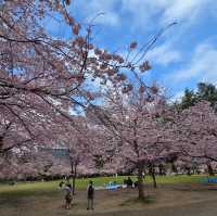 錦町公園 搖曳在陽光下的櫻花，姿態美不勝收