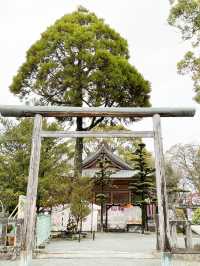 日本九州｜柳川漫活走走🚶‍♂️‍➡️