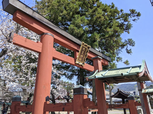 ถ่ายรูปซากุระที่ศาลเจ้า Sumiyoshi Shrine 