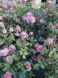春暖花開，深圳花展攻略