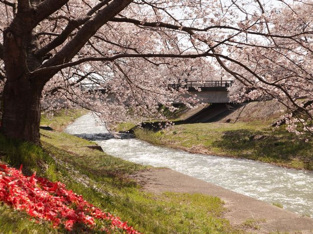 奏でましょう🎵春の四重奏