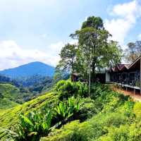 🌄 Vwrdant Beauty at Cameron Highlands 🍵