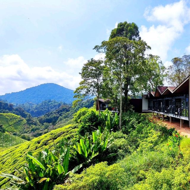 🌄 Vwrdant Beauty at Cameron Highlands 🍵