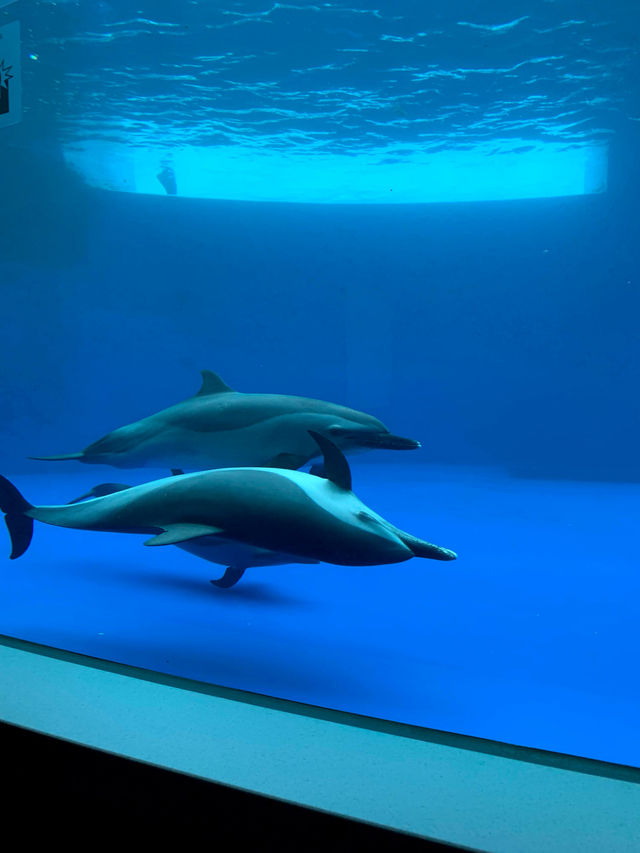 香川　日帰り旅行にオススメ！水族館