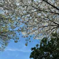 「十里花溪濕地公園：花海夢幻，春色迷人」