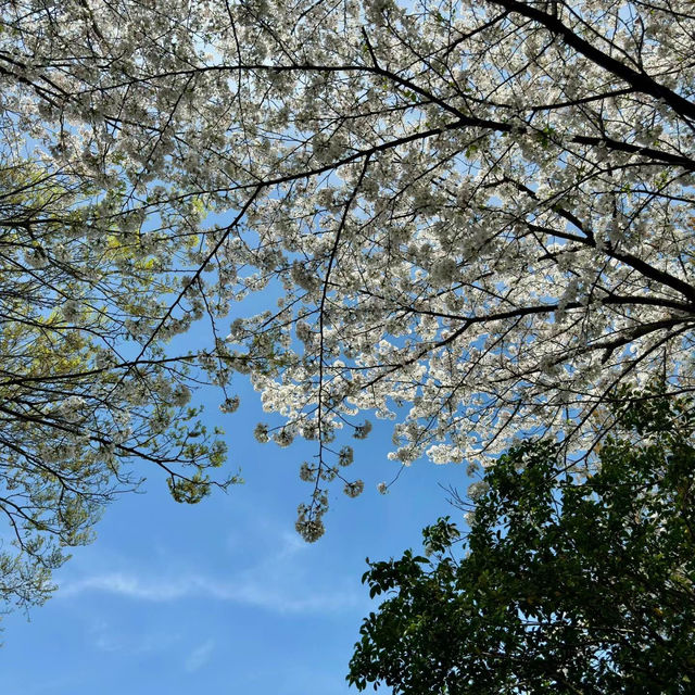 「十里花溪濕地公園：花海夢幻，春色迷人」