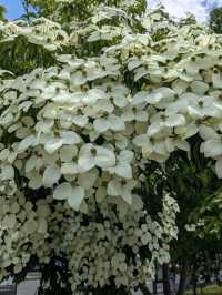 日本京都-賞花踏青的好去處：京都府立植物園