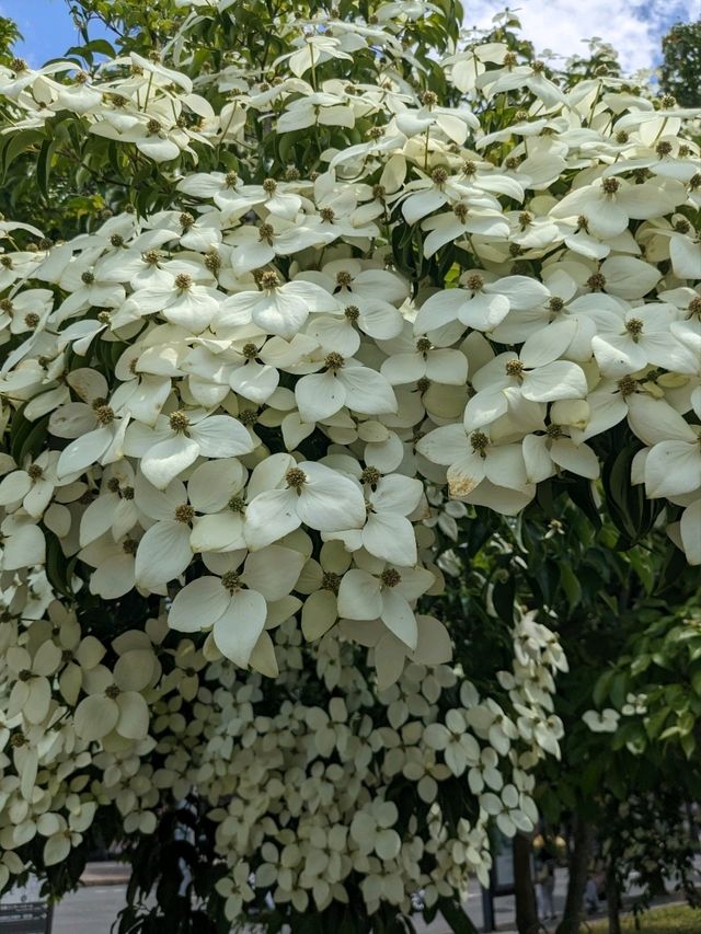 日本京都-賞花踏青的好去處：京都府立植物園