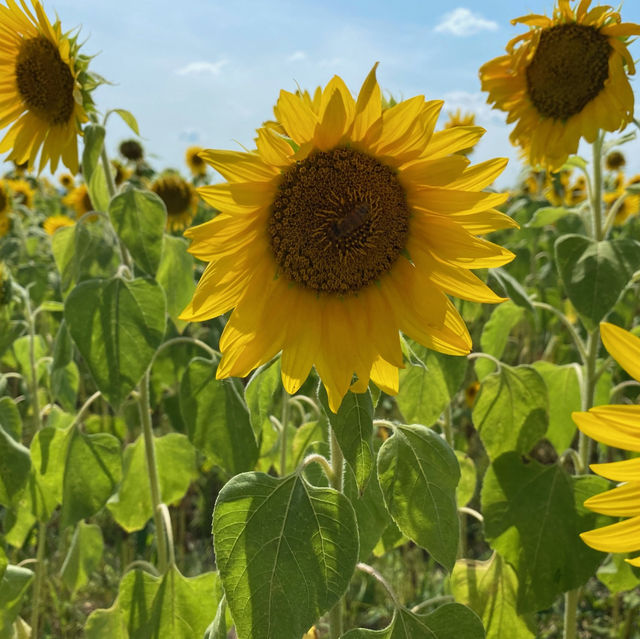 兵庫県　小野市　ひまわりの丘公園