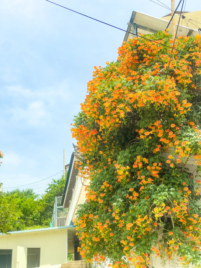 여름을 알리는 능소화🧡  