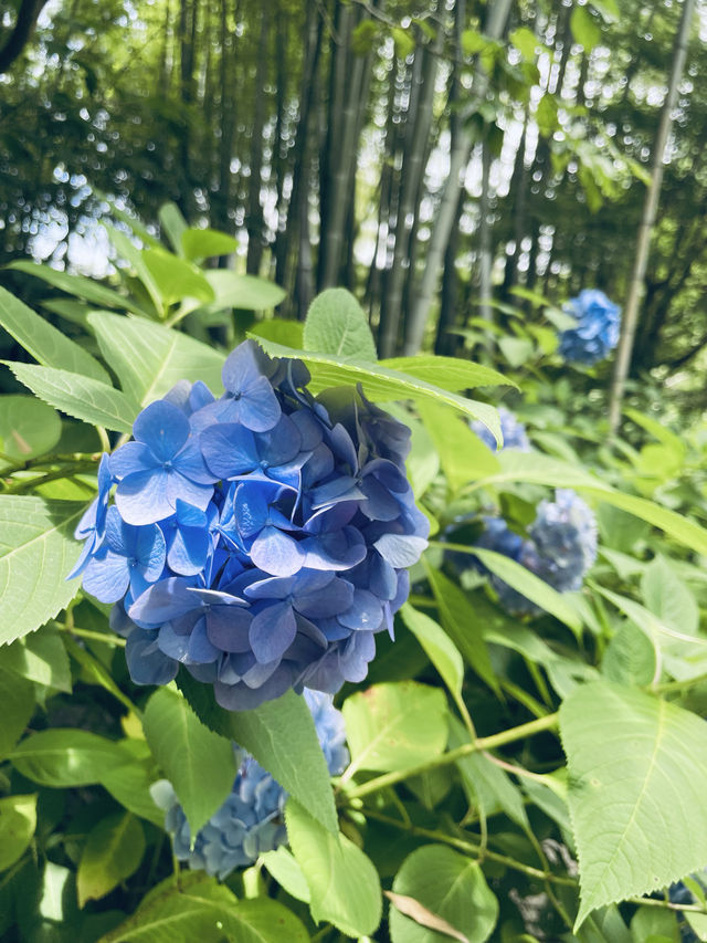 【神奈川県】明月院の人気フォトスポット