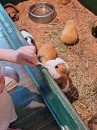  🇯🇵벳부여행 동물들 먹이줄 수 있는 자연친화적인 동물원 아프리칸 사파리🦘🐴🙊🐹