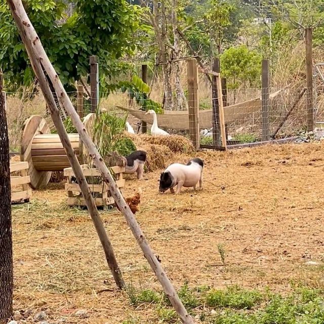 🏡 The Treat Farm Hotel  🏡