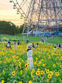 〜東京都〜ライトアップも楽しめるひまわり畑🌻