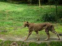 A family trip to Singapore Mandai Zoo