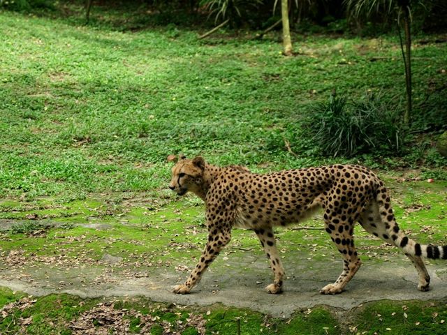 A family trip to Singapore Mandai Zoo
