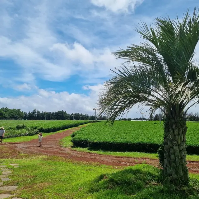 Sumang Tea Garden Cafe in Seogwipo