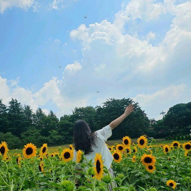 해바라기 가득핀 곳