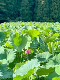 【福井 南越前町】美しいハスの花が咲き誇る「花はす公園」⛲️