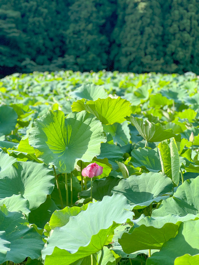【福井 南越前町】美しいハスの花が咲き誇る「花はす公園」⛲️