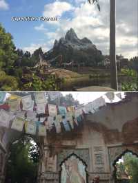 Adventures at Animal Kingdom in WDW, Florida 🐘