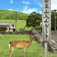 【奈良】包車遊：春日大社小鹿特別感覺，香氣四溢。適合任何時間和場景