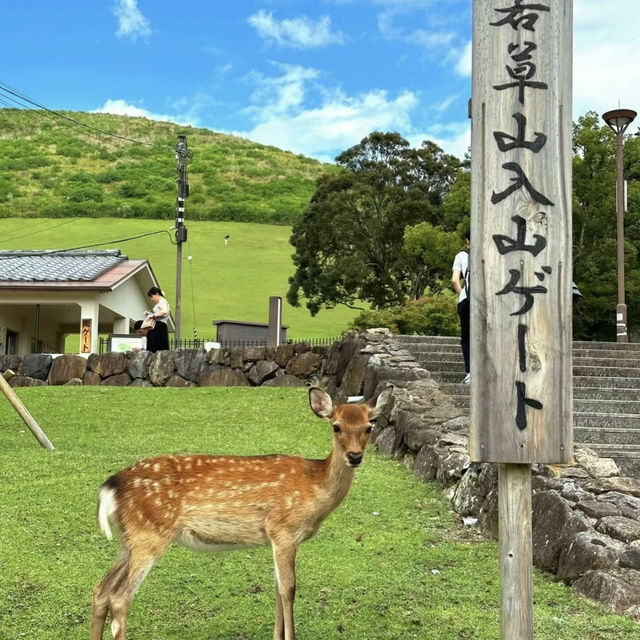 【奈良】包車遊：春日大社小鹿特別感覺，香氣四溢。適合任何時間和場景