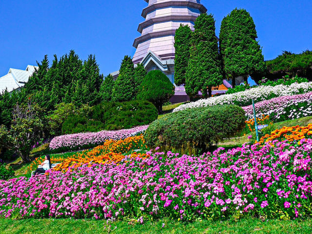 Floral Splendor at Doi Inthanon Pagoda