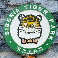 📍 Siberia Tiger Park 黑龙江·哈尔滨|东北虎林园  สถานที่ท่องเที่