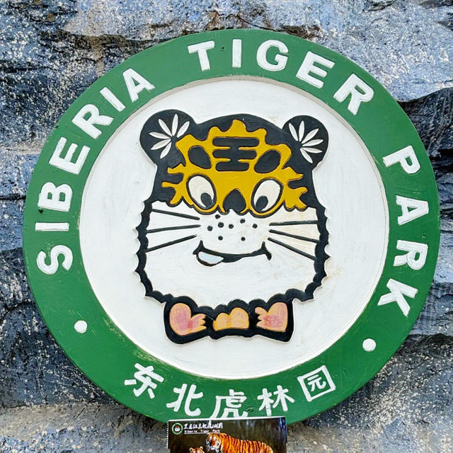 📍 Siberia Tiger Park 黑龙江·哈尔滨|东北虎林园  สถานที่ท่องเที่