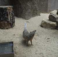 柏林動物園：舒適環境，開心遊動物園