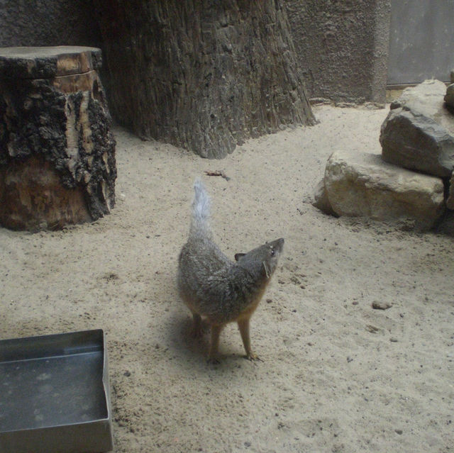 柏林動物園：舒適環境，開心遊動物園