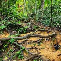🇲🇾 Lepoh Waterfall: Your Next Forest Adventure!" 