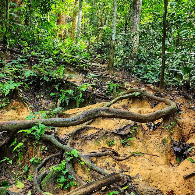 🇲🇾 Lepoh Waterfall: Your Next Forest Adventure!" 