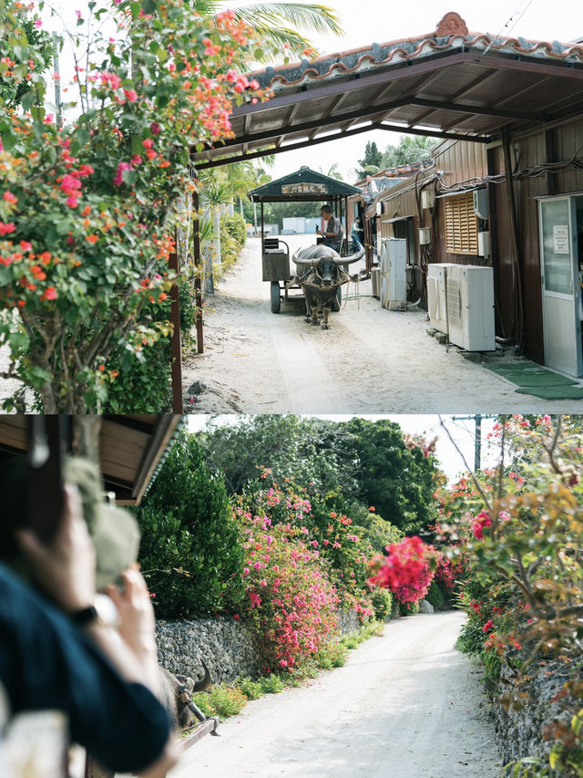 【沖縄】竹富島で年中見られるブーゲンビリアの花