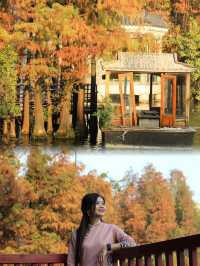 An Afternoon of Tranquility: Discovering the Beauty of Liwan Lake Park’s Golden Redwoods and Delphin