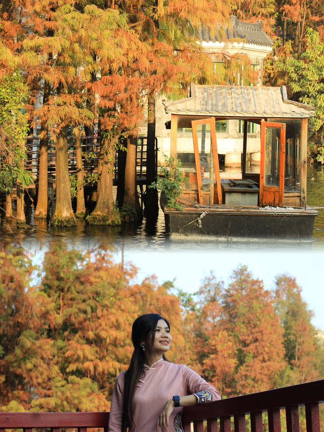 An Afternoon of Tranquility: Discovering the Beauty of Liwan Lake Park’s Golden Redwoods and Delphin