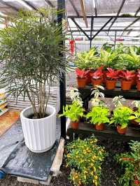 A Day at AGRO Nursery, Adda Heights
