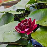A Royal Botanical and Zoological Garden