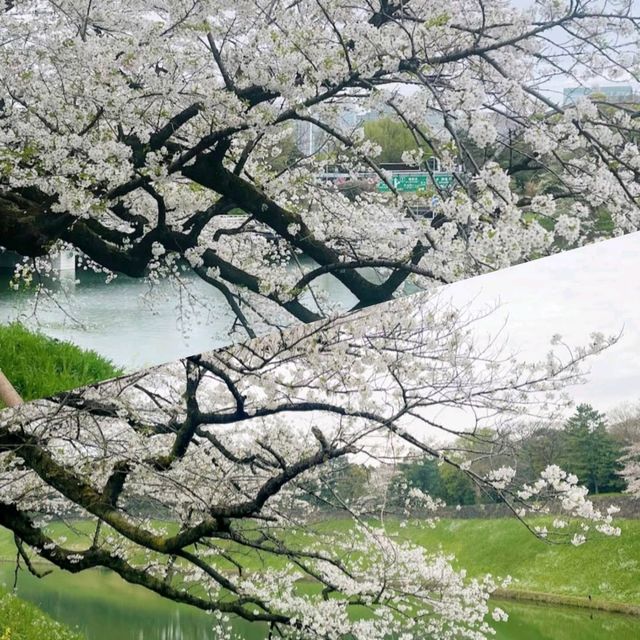 東京賞花地方🌸🌸🌸🌸🌸🌸
