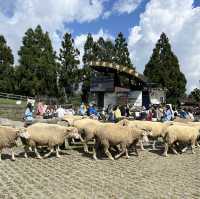 Sheep, Skywalk and Stunning Views at Qingjing Farm