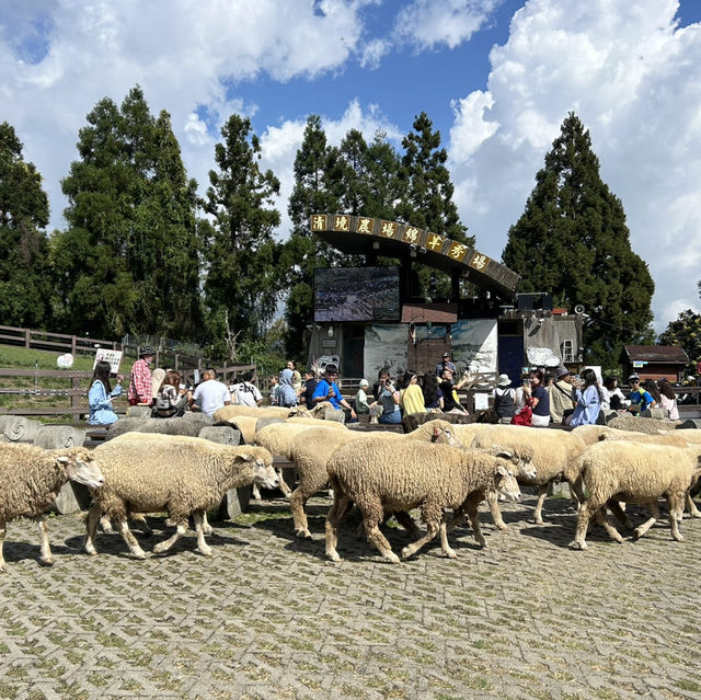 Sheep, Skywalk and Stunning Views at Qingjing Farm