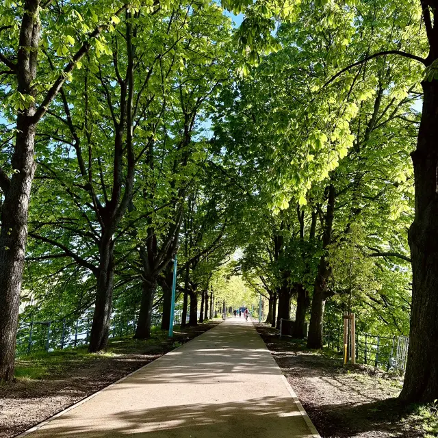 A Peaceful Stroll on Paris’ lle aux Cygnes