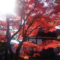 🇯🇵京都東福寺｜火燒通天橋的絕美楓紅