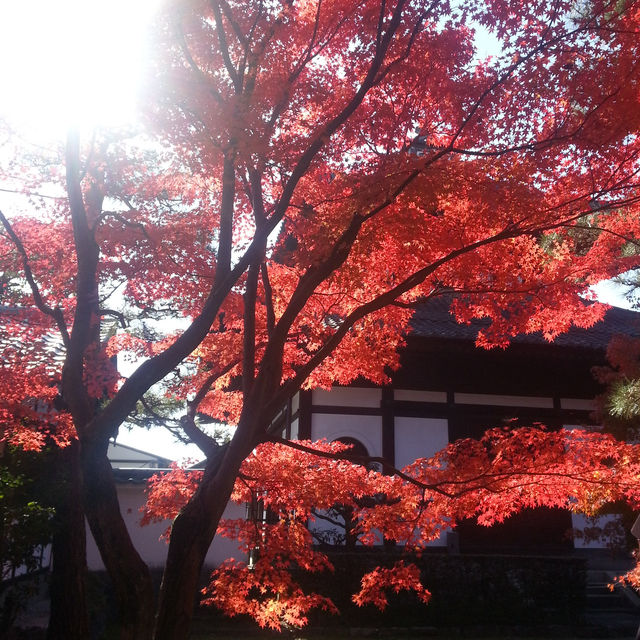 🇯🇵京都東福寺｜火燒通天橋的絕美楓紅