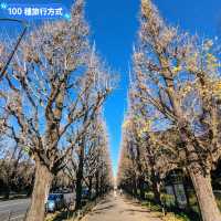另類光禿禿的銀杏併木奇景:明治神宮外苑大道