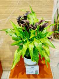 【金鐘】香港公園：期間限定香花展覽